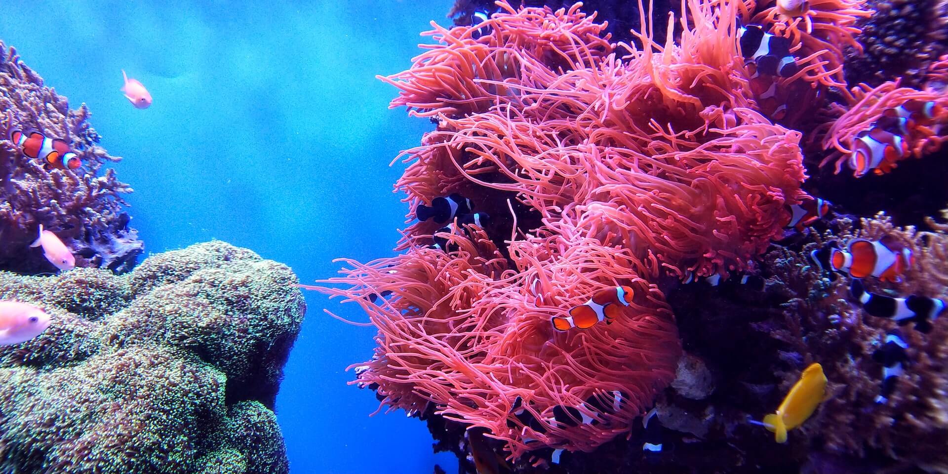 Love coral reefs